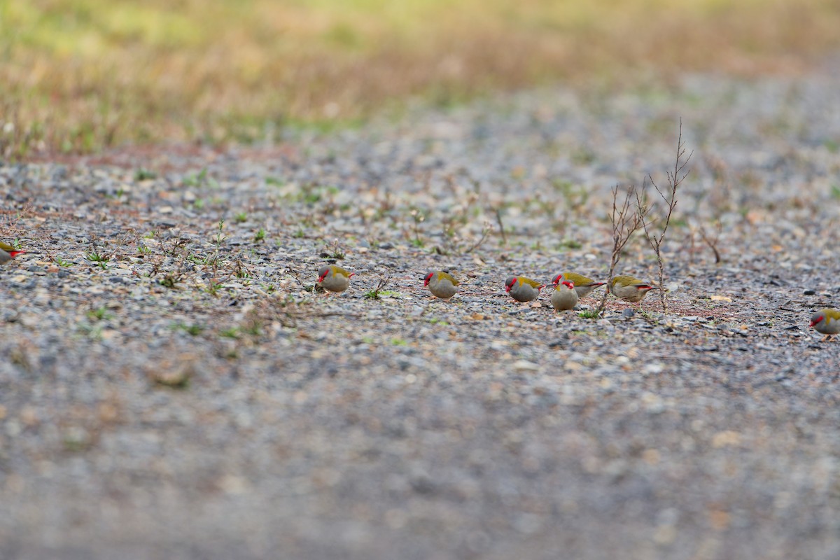 Red-browed Firetail - ML638219120