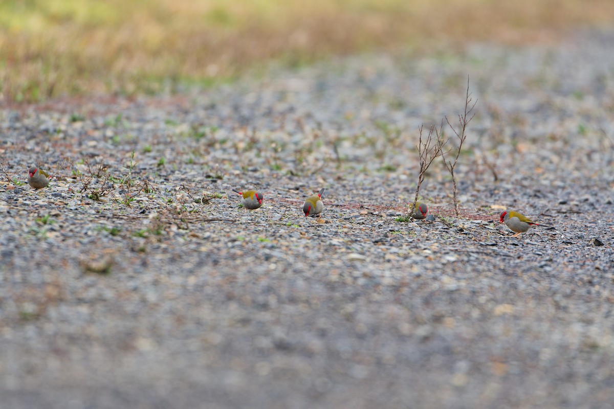 Red-browed Firetail - ML638219121