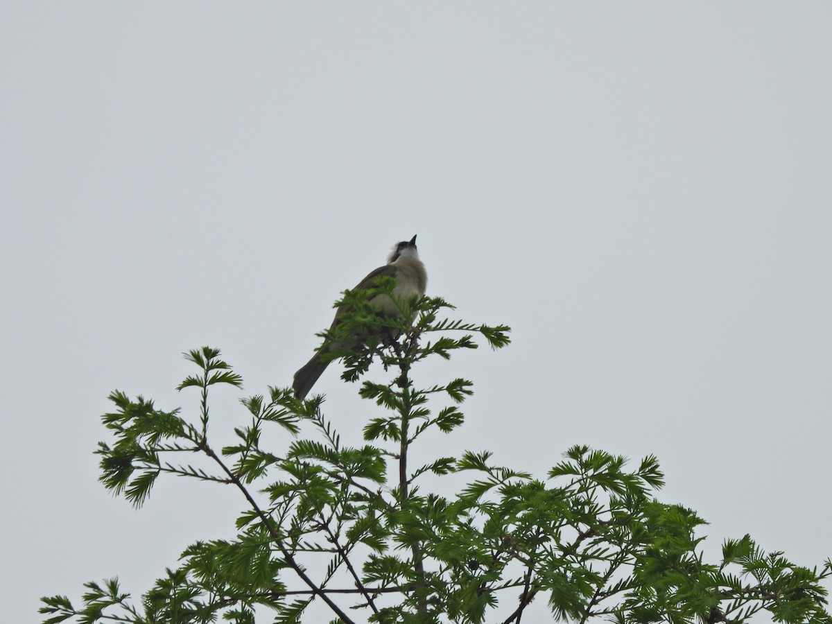 Light-vented Bulbul - ML638219125