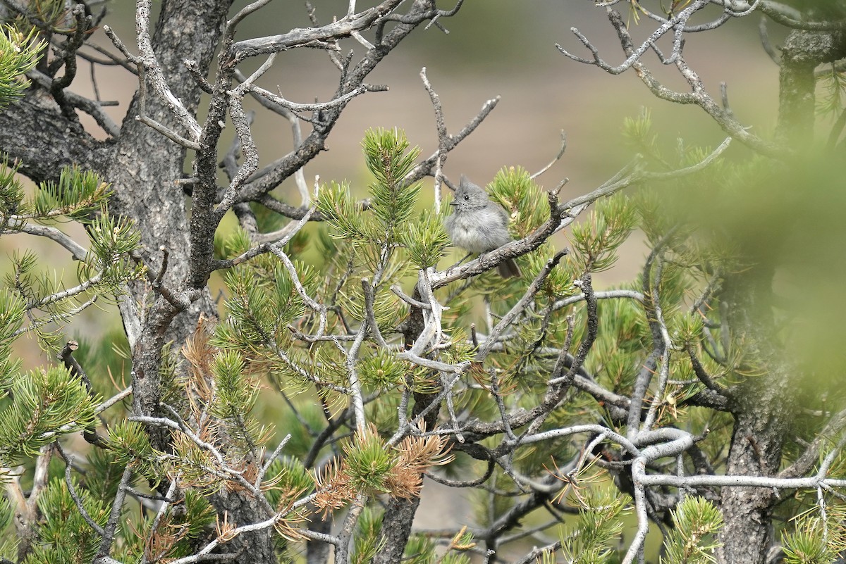 Juniper Titmouse - ML638219134
