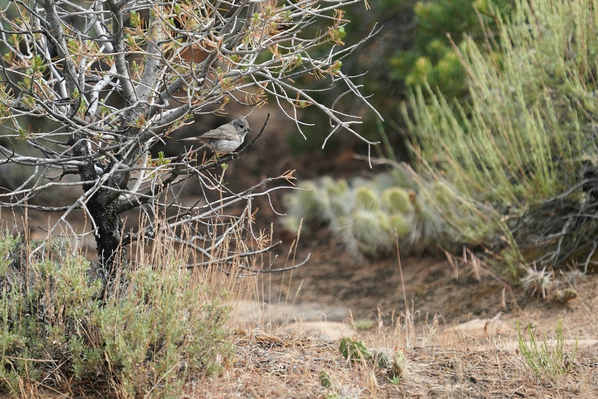 Juniper Titmouse - ML638219135