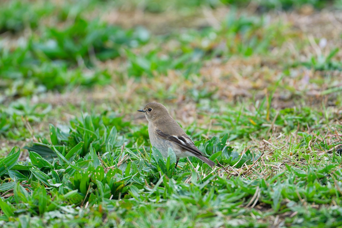 Flame Robin - ML638219137
