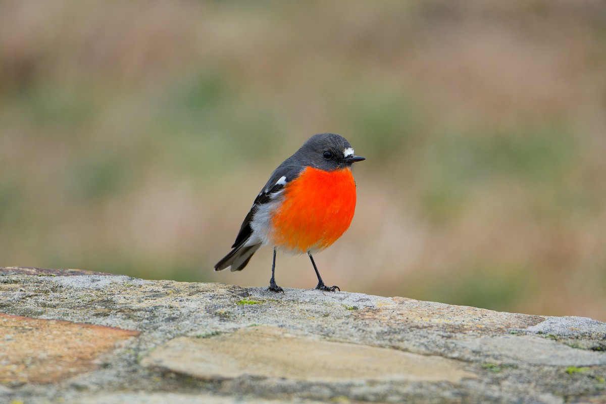 Flame Robin - ML638219140
