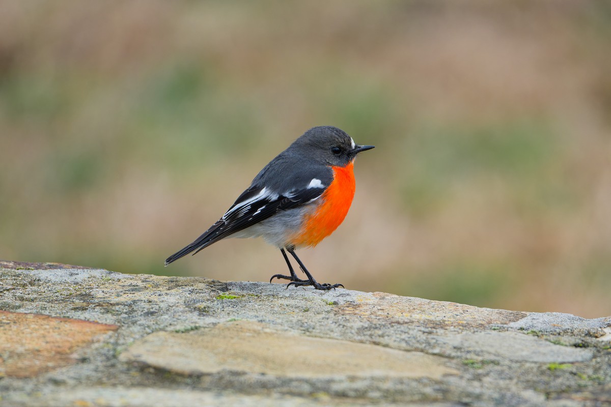 Flame Robin - ML638219142