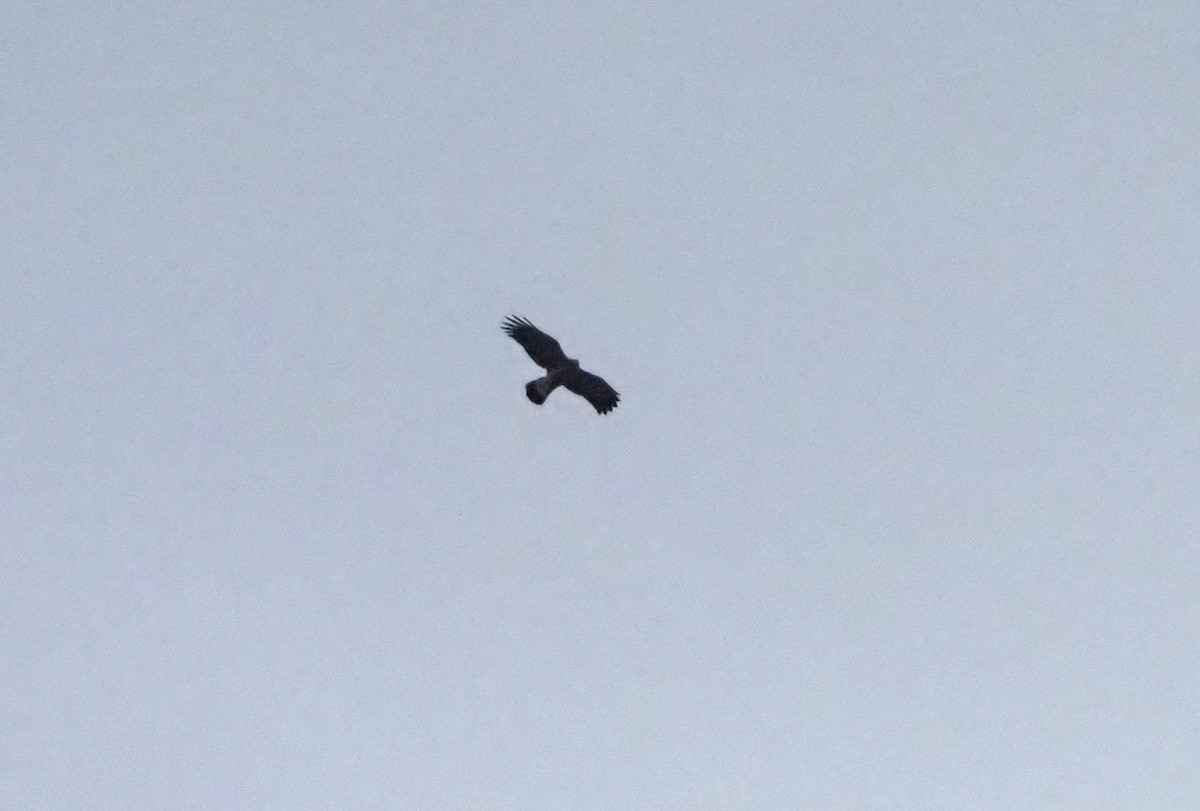 African Harrier-Hawk - ML638219147