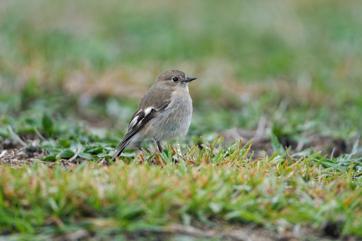 Flame Robin - ML638219148