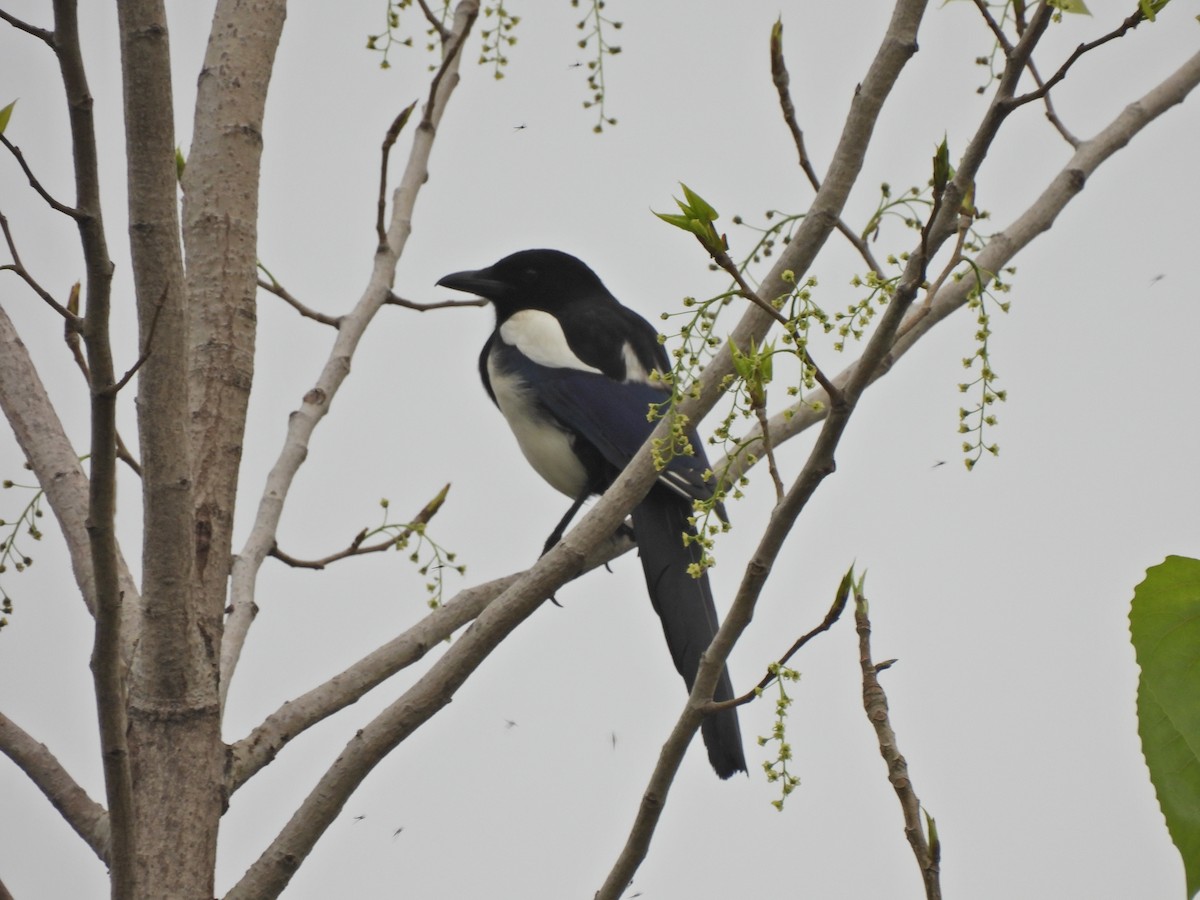 Oriental Magpie - ML638219151