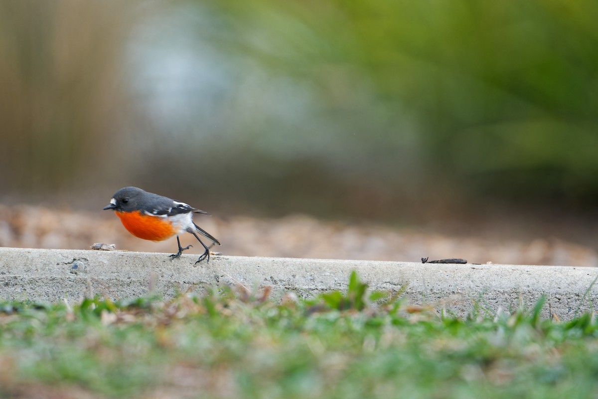 Flame Robin - ML638219152