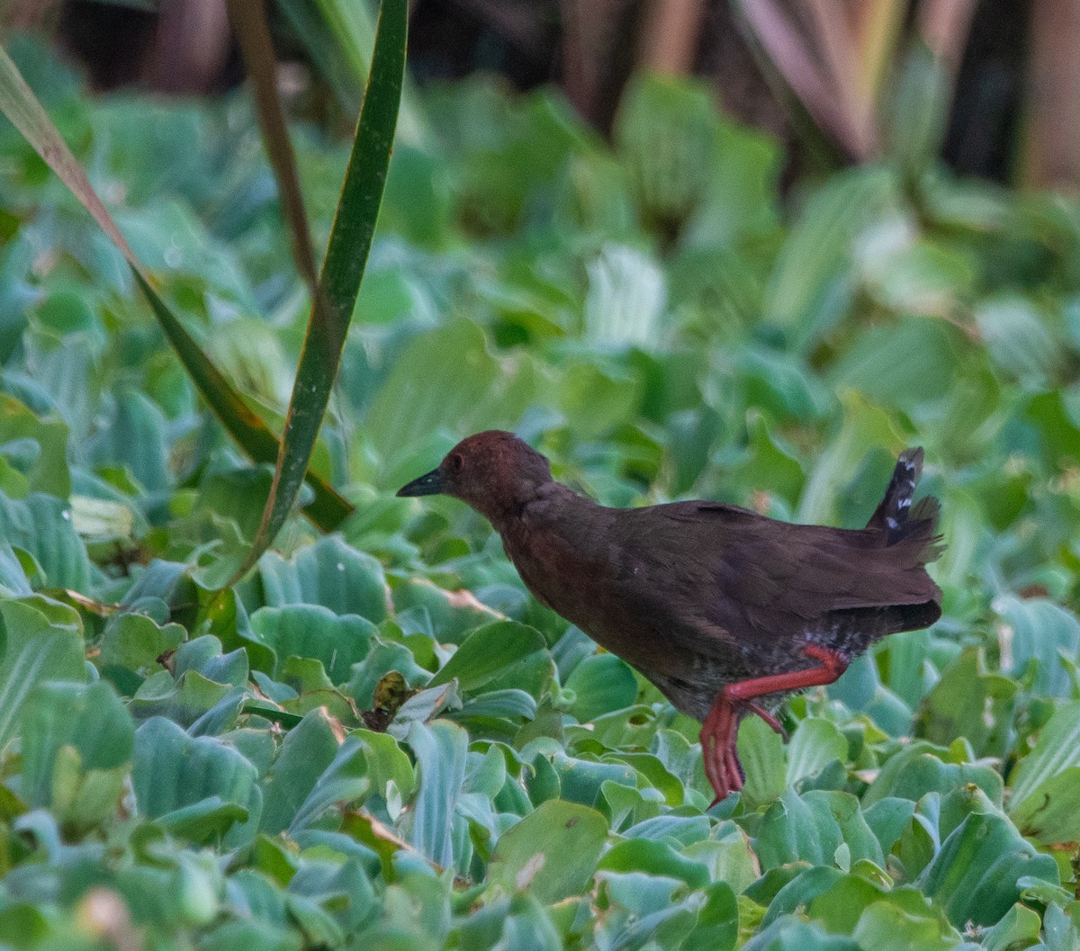Zimtsumpfhuhn - ML638219153
