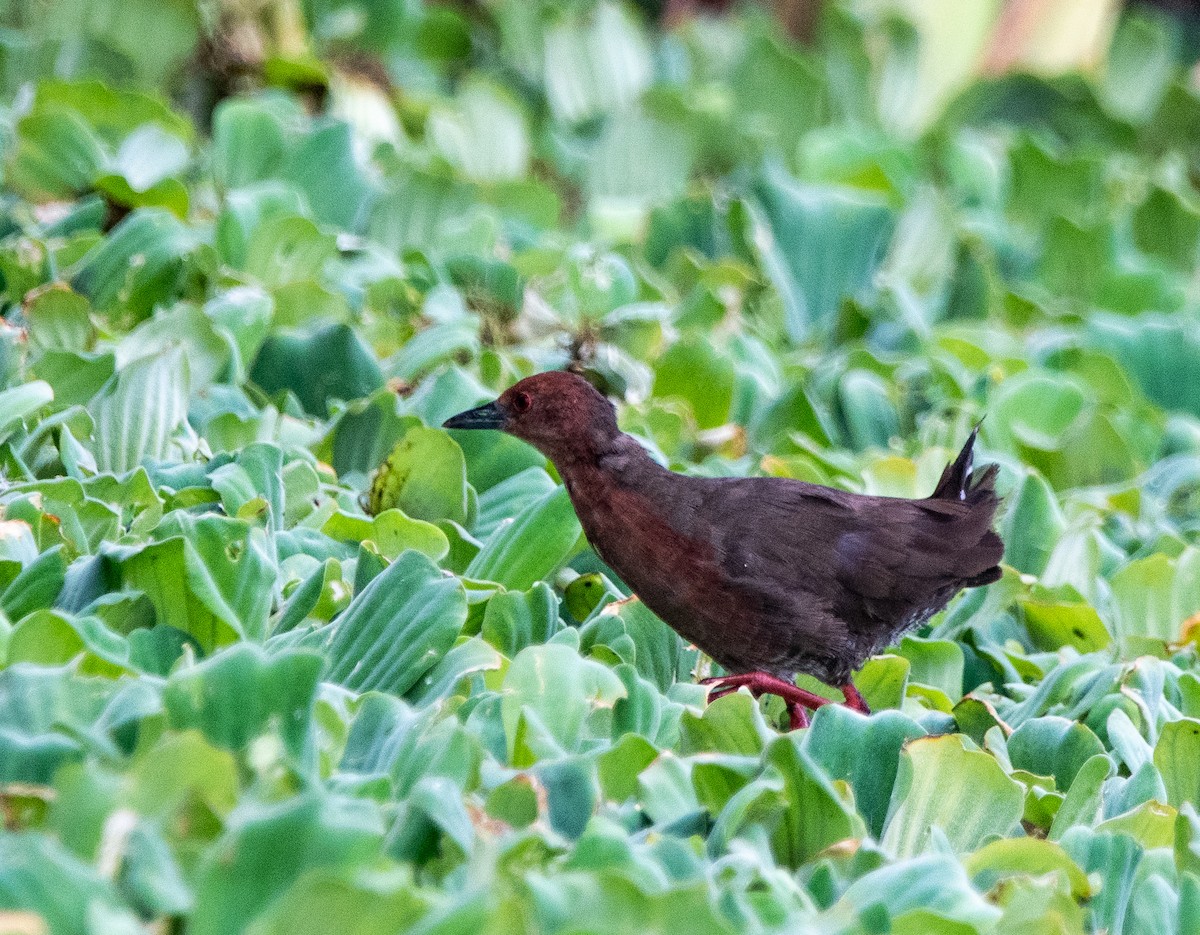 Zimtsumpfhuhn - ML638219154