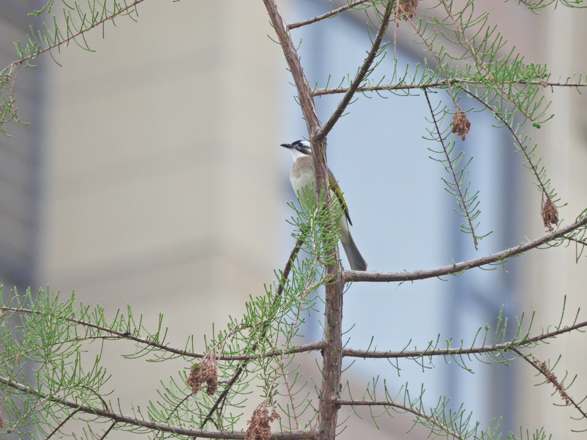 Light-vented Bulbul - ML638219156