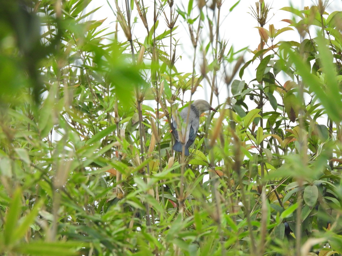 Red-billed Starling - ML638219158