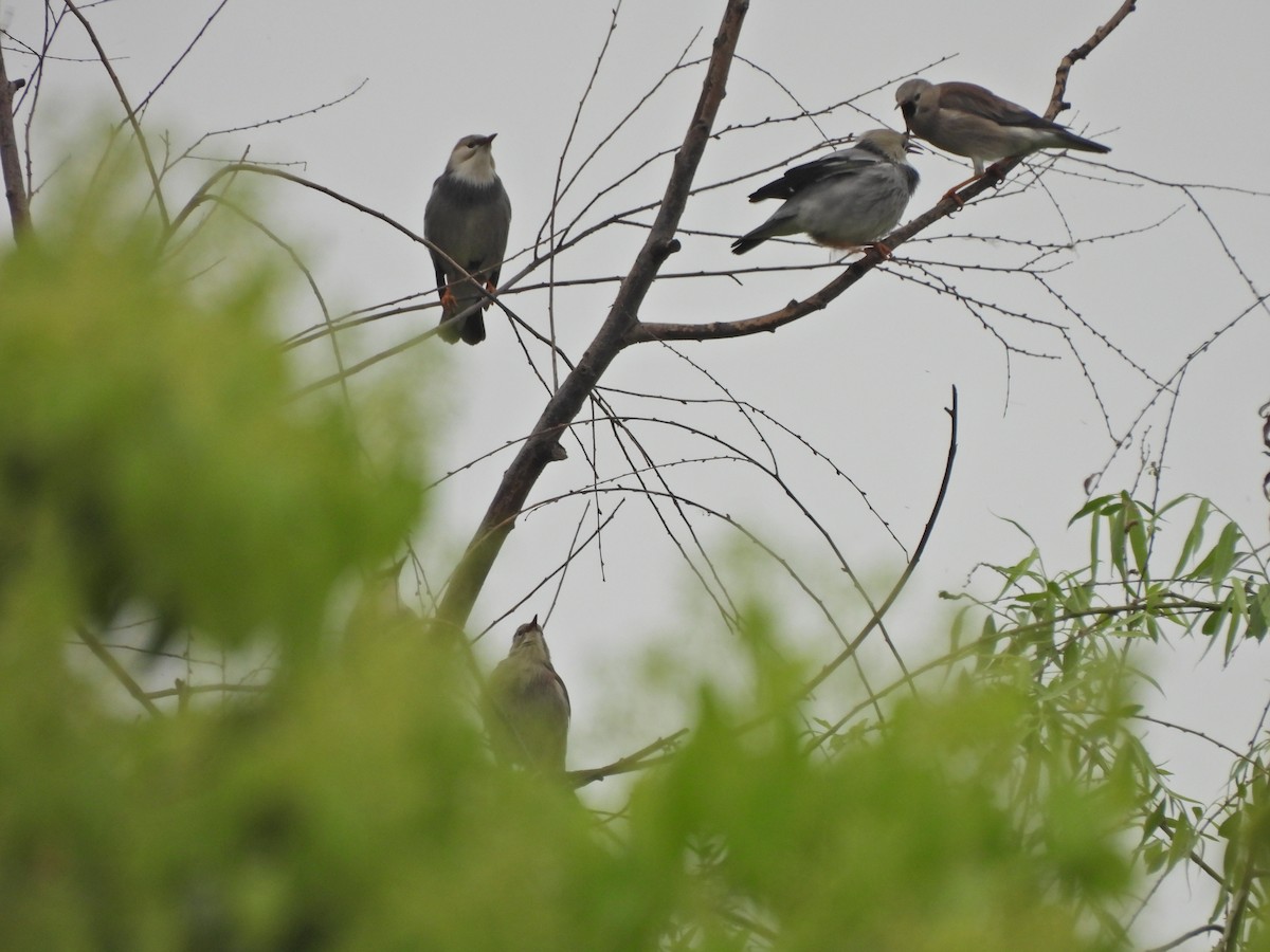 Red-billed Starling - ML638219161
