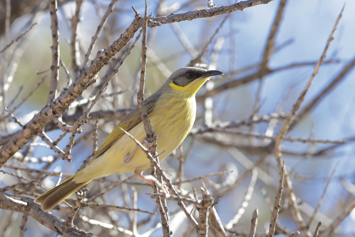 Gray-headed Honeyeater - ML638219162