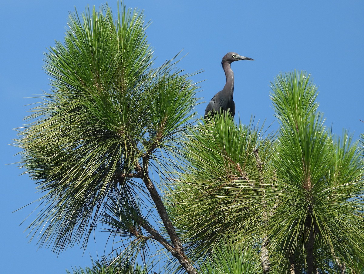 Little Blue Heron - ML638219170