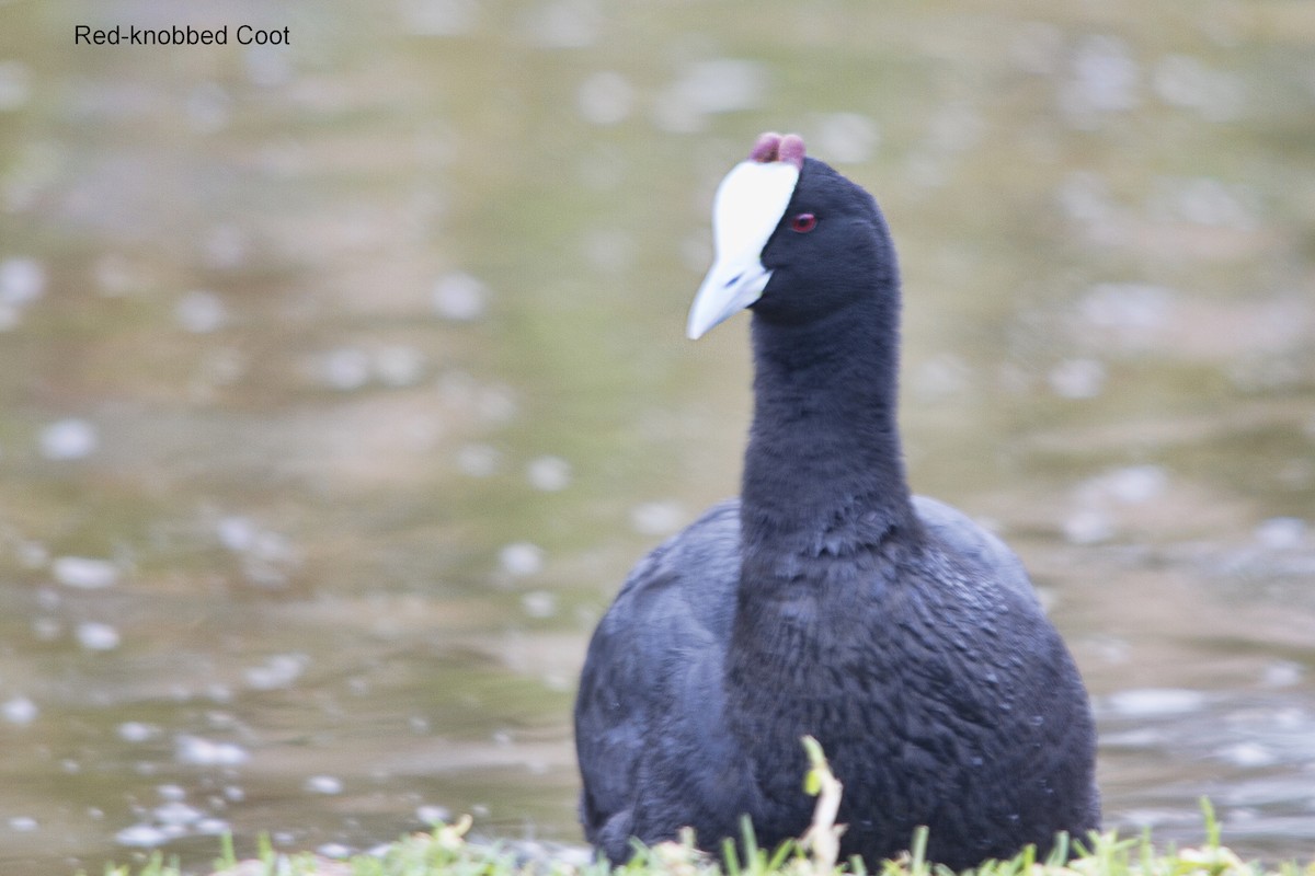 Red-knobbed Coot - ML638219181