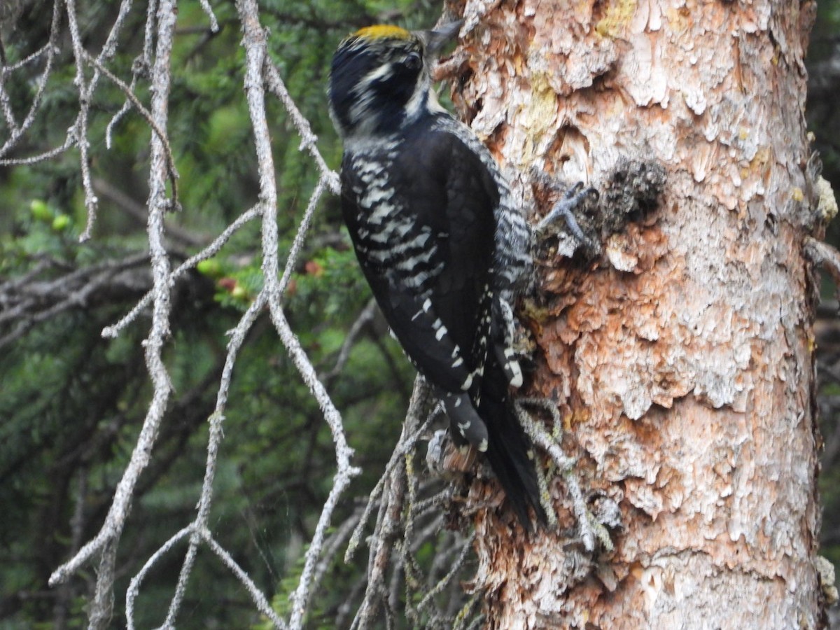 American Three-toed Woodpecker (Northwest) - ML638219182