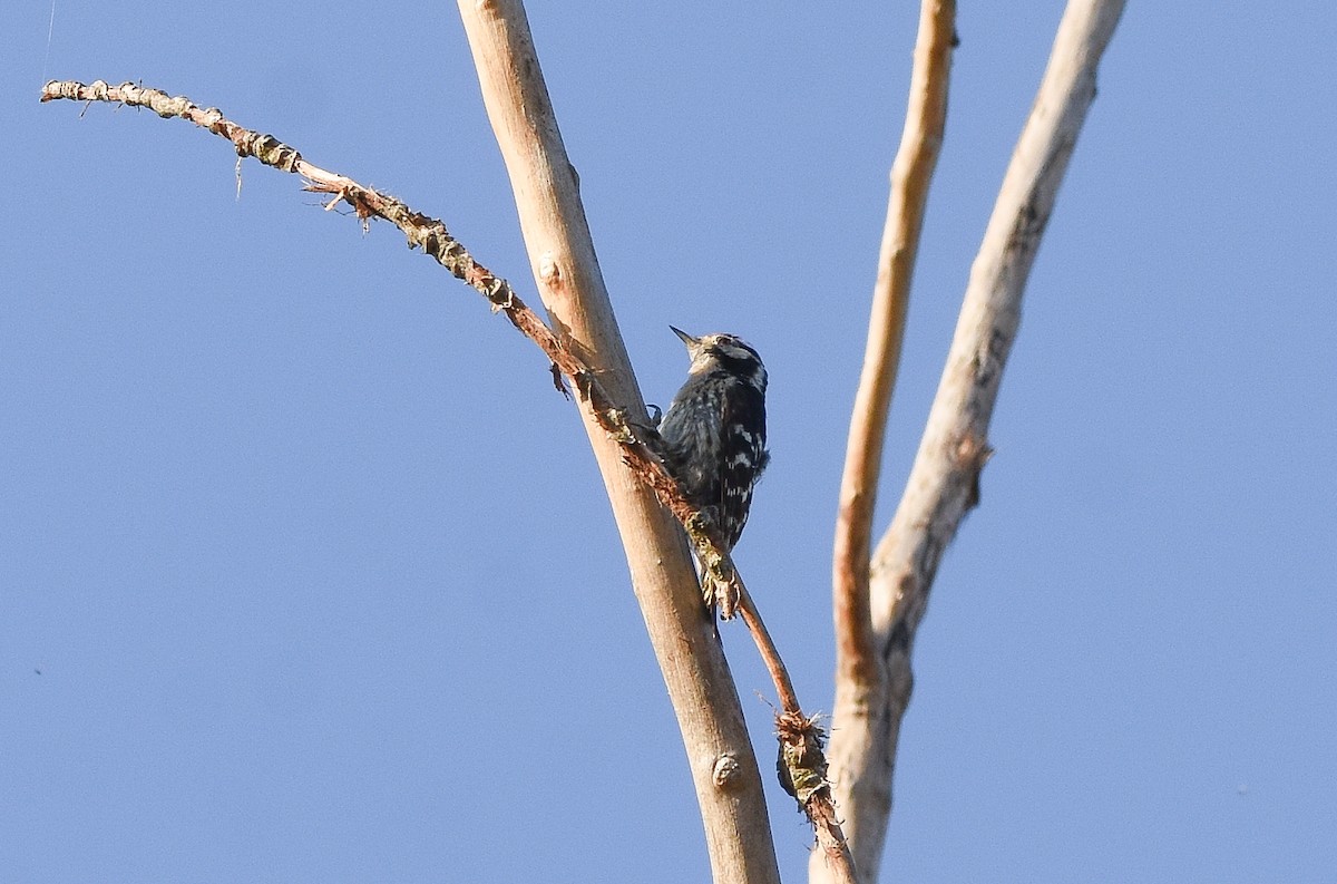 Lesser Spotted Woodpecker - ML638219184