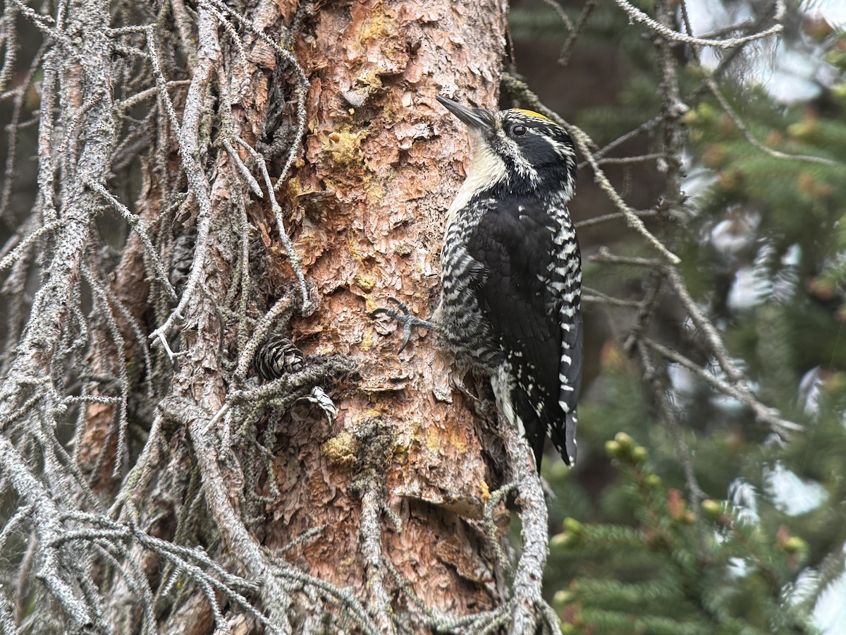 American Three-toed Woodpecker (Northwest) - ML638219185