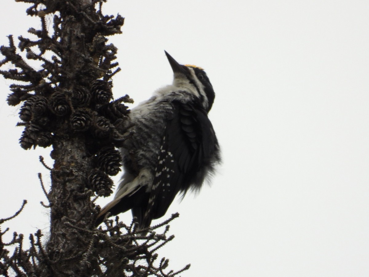 Black-backed Woodpecker - ML638219190