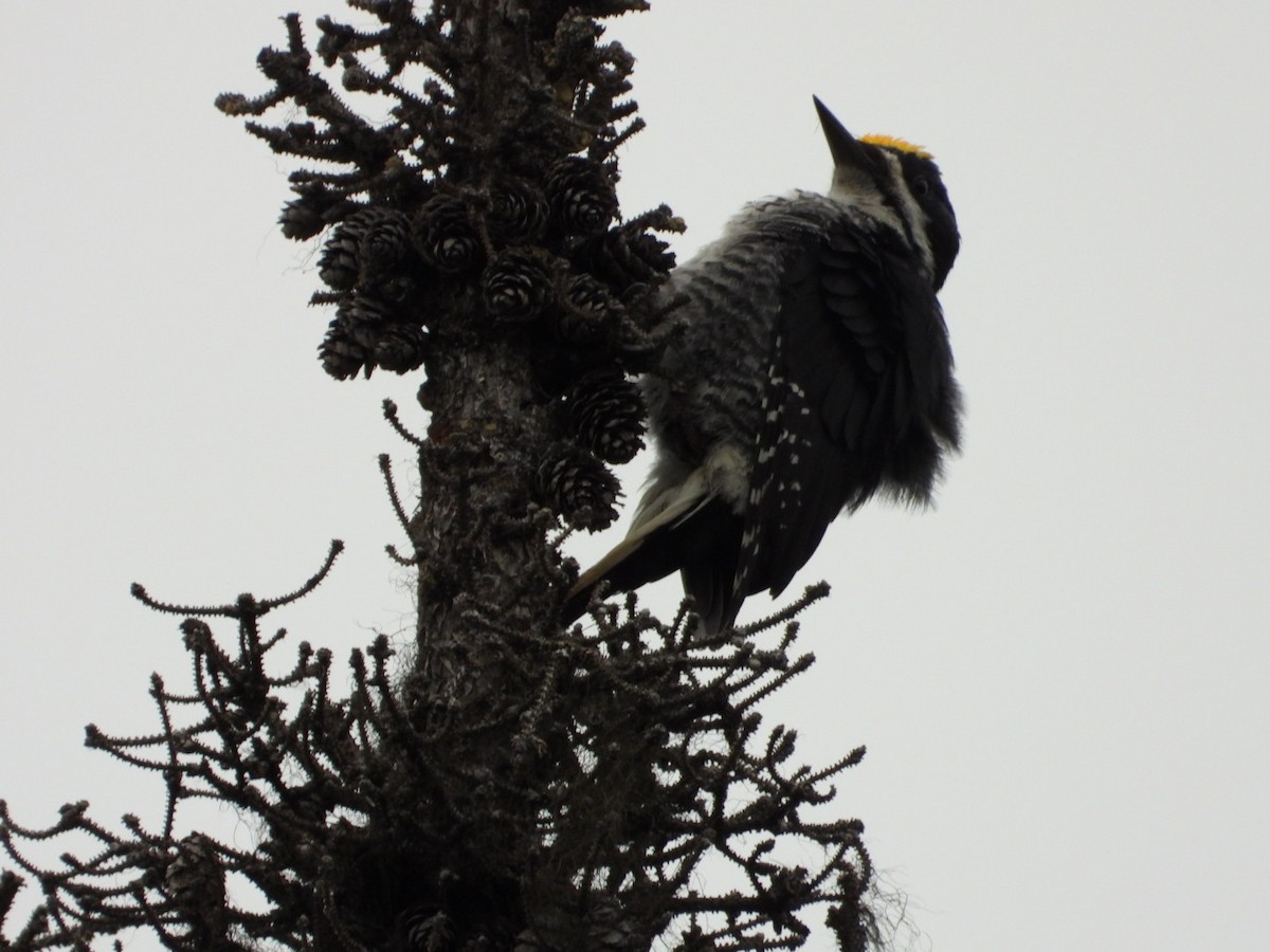 Black-backed Woodpecker - ML638219191