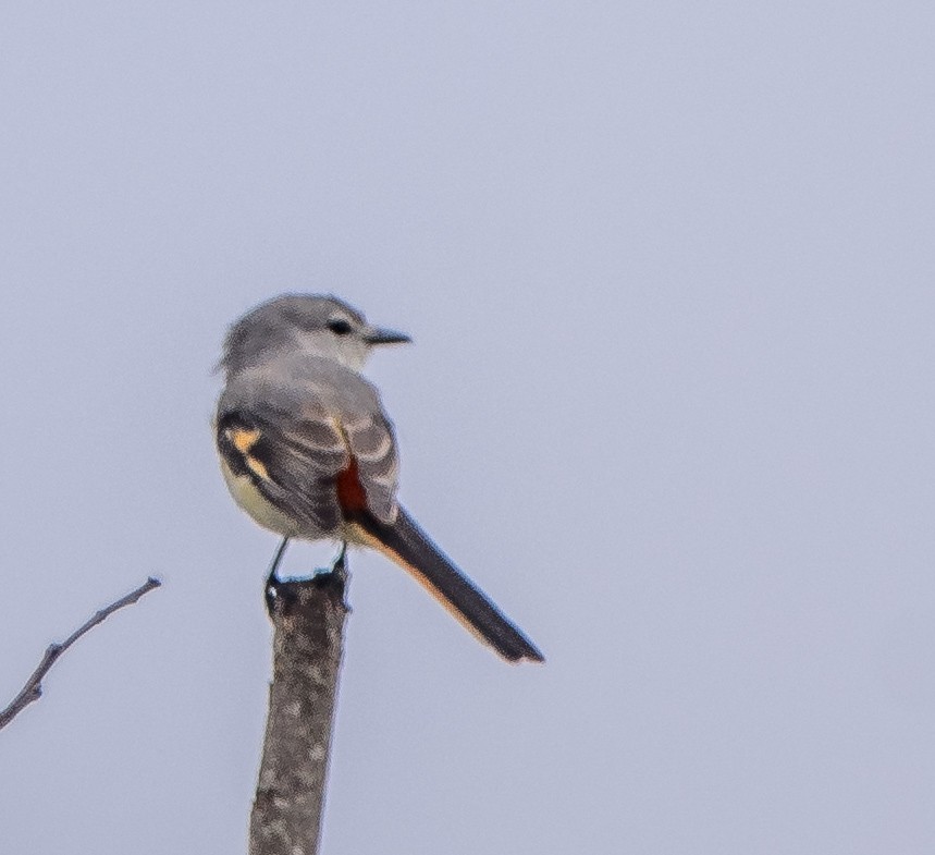 Small Minivet - ML638219193