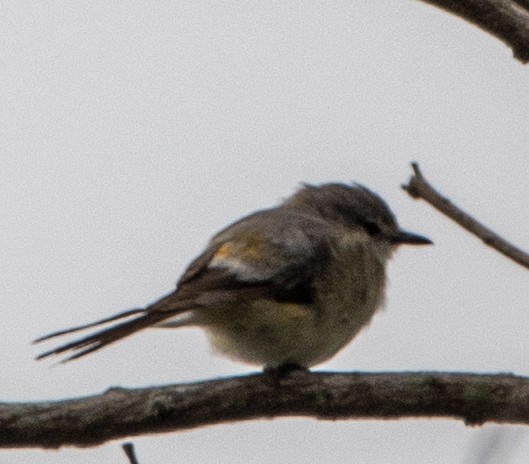 Small Minivet - ML638219194