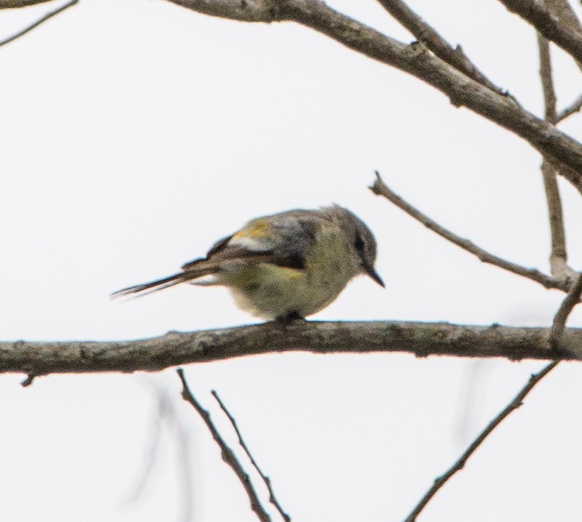 Small Minivet - ML638219195