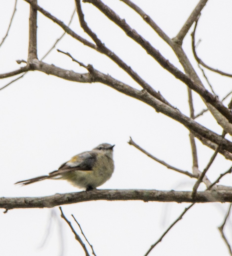 Small Minivet - ML638219196