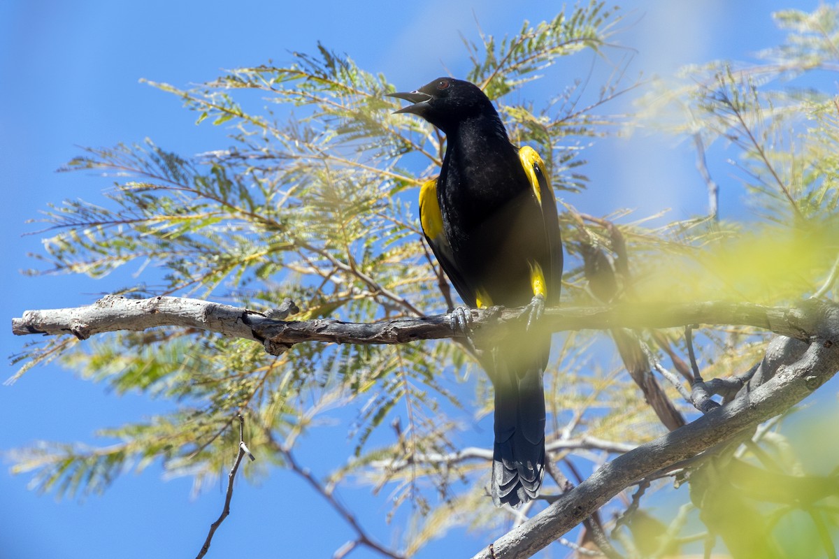 Variable Oriole - ML638219211
