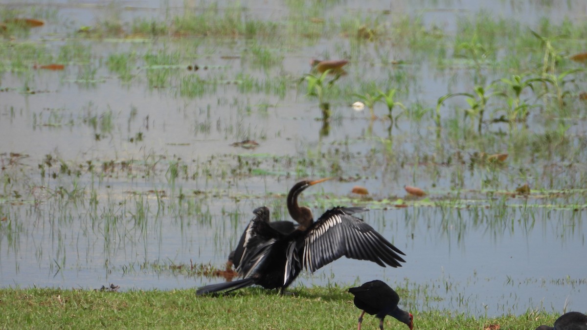 Oriental Darter - ML638219216