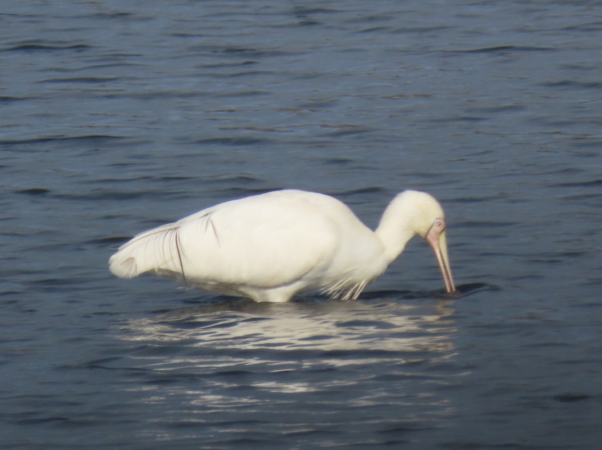 Yellow-billed Spoonbill - ML638219222