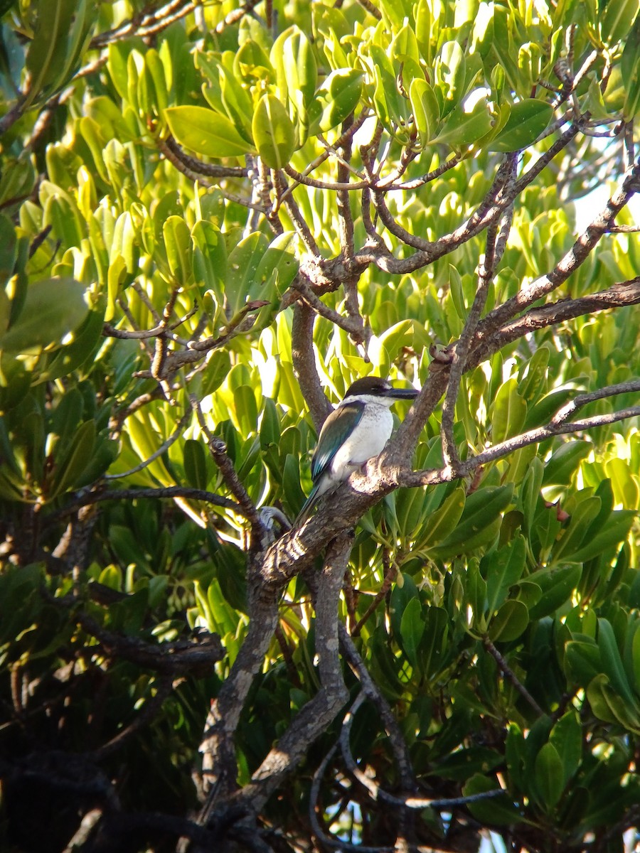 Torresian Kingfisher - ML638219223