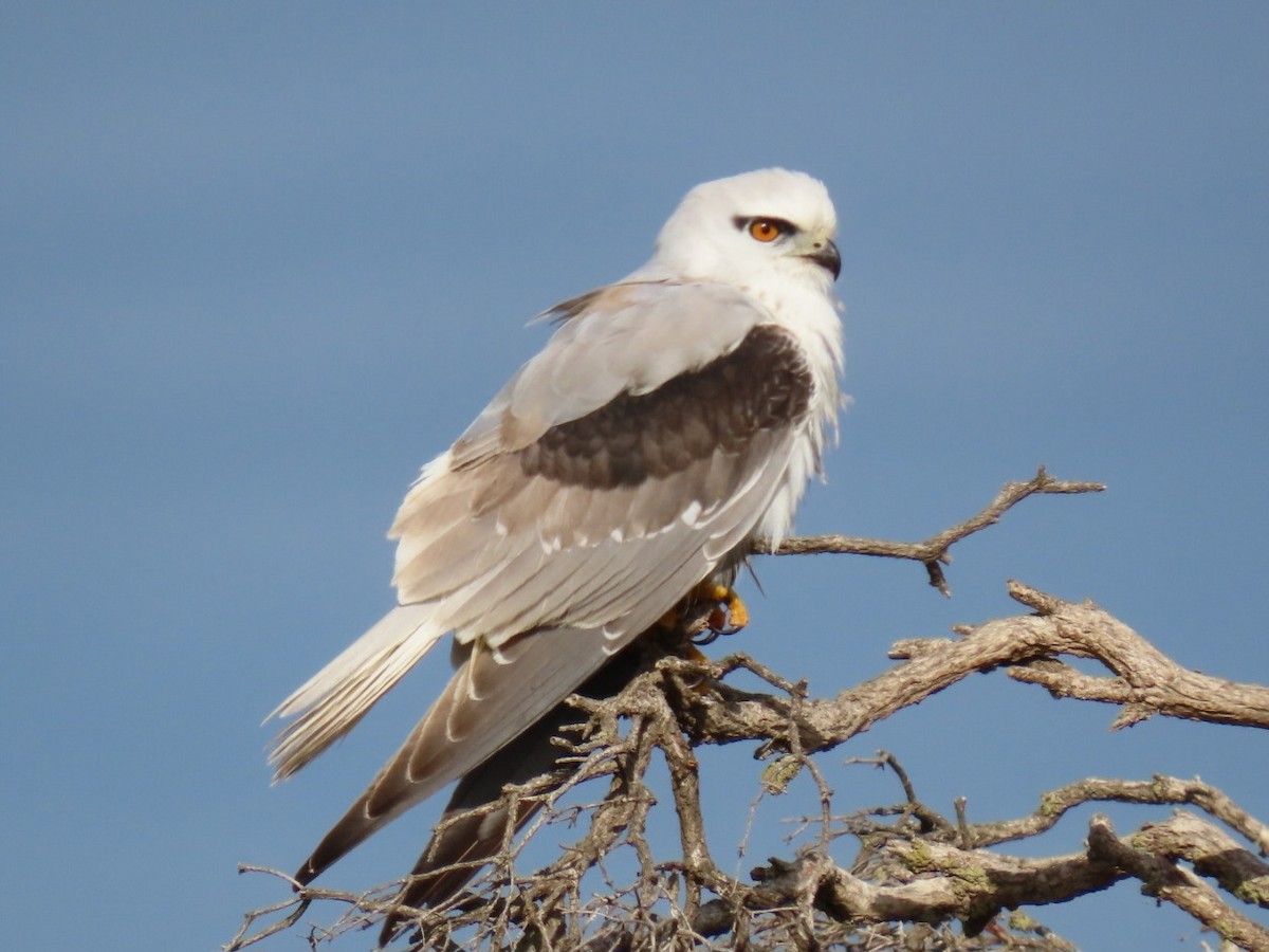 Black-shouldered Kite - ML638219230