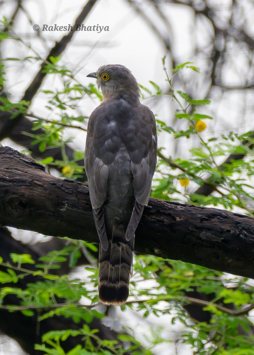 Common Hawk-Cuckoo - ML638219240