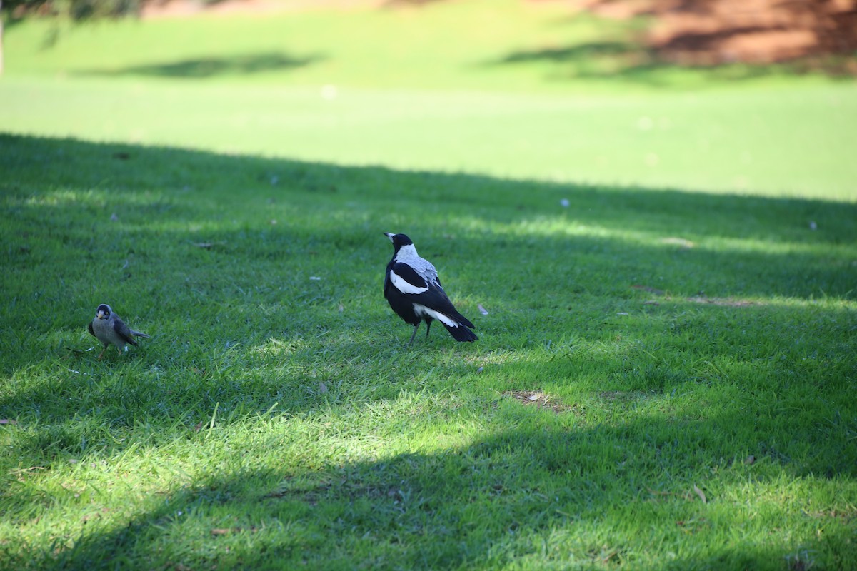 Australian Magpie - ML638219248