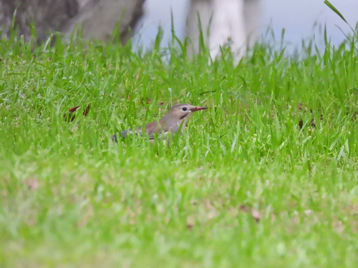 Red-billed Starling - ML638219260