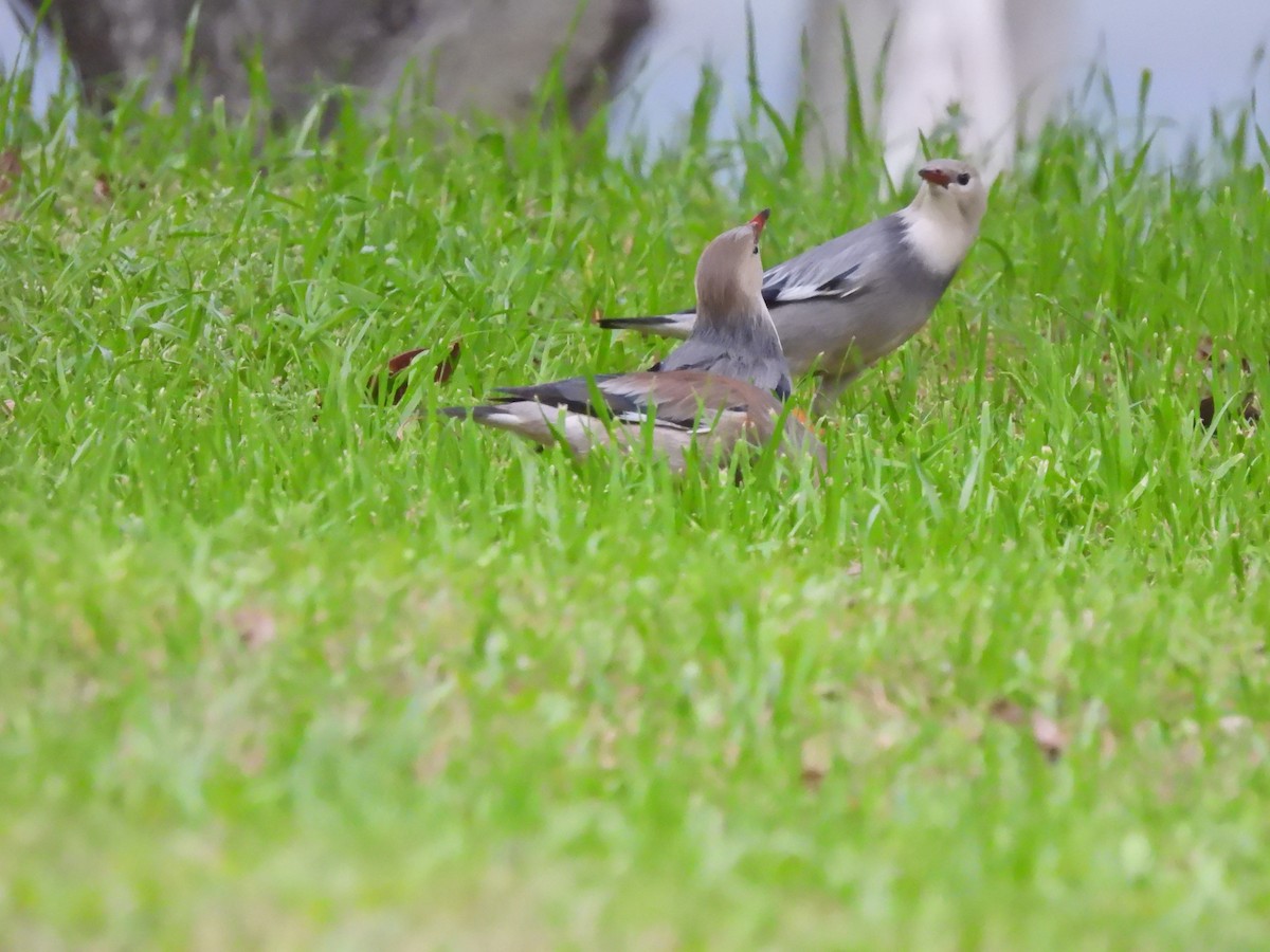 Red-billed Starling - ML638219261