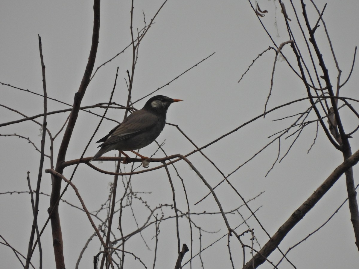 White-cheeked Starling - ML638219266