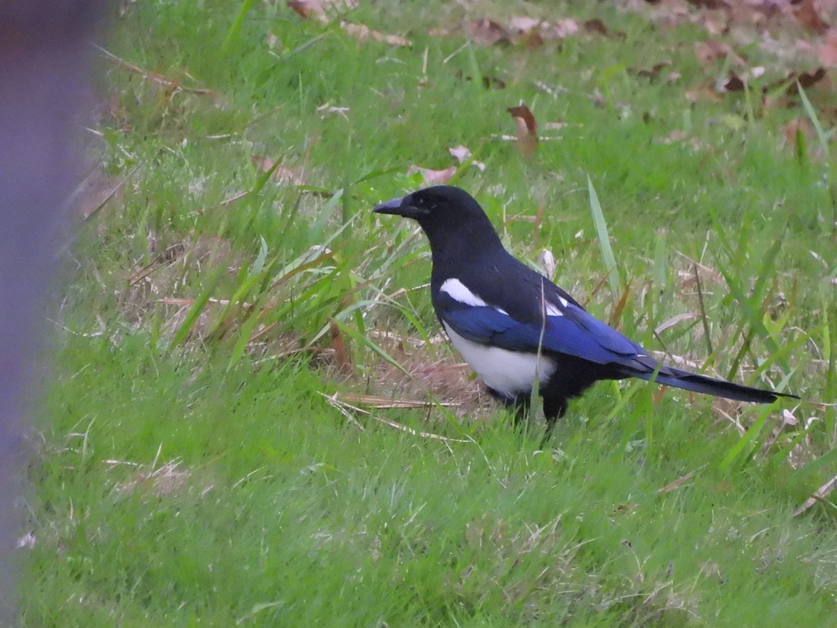 Oriental Magpie - ML638219270