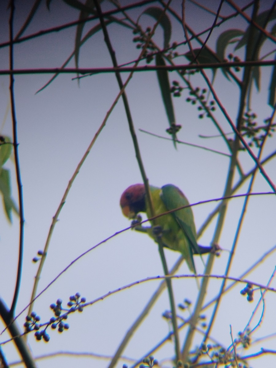 Plum-headed Parakeet - ML638219273