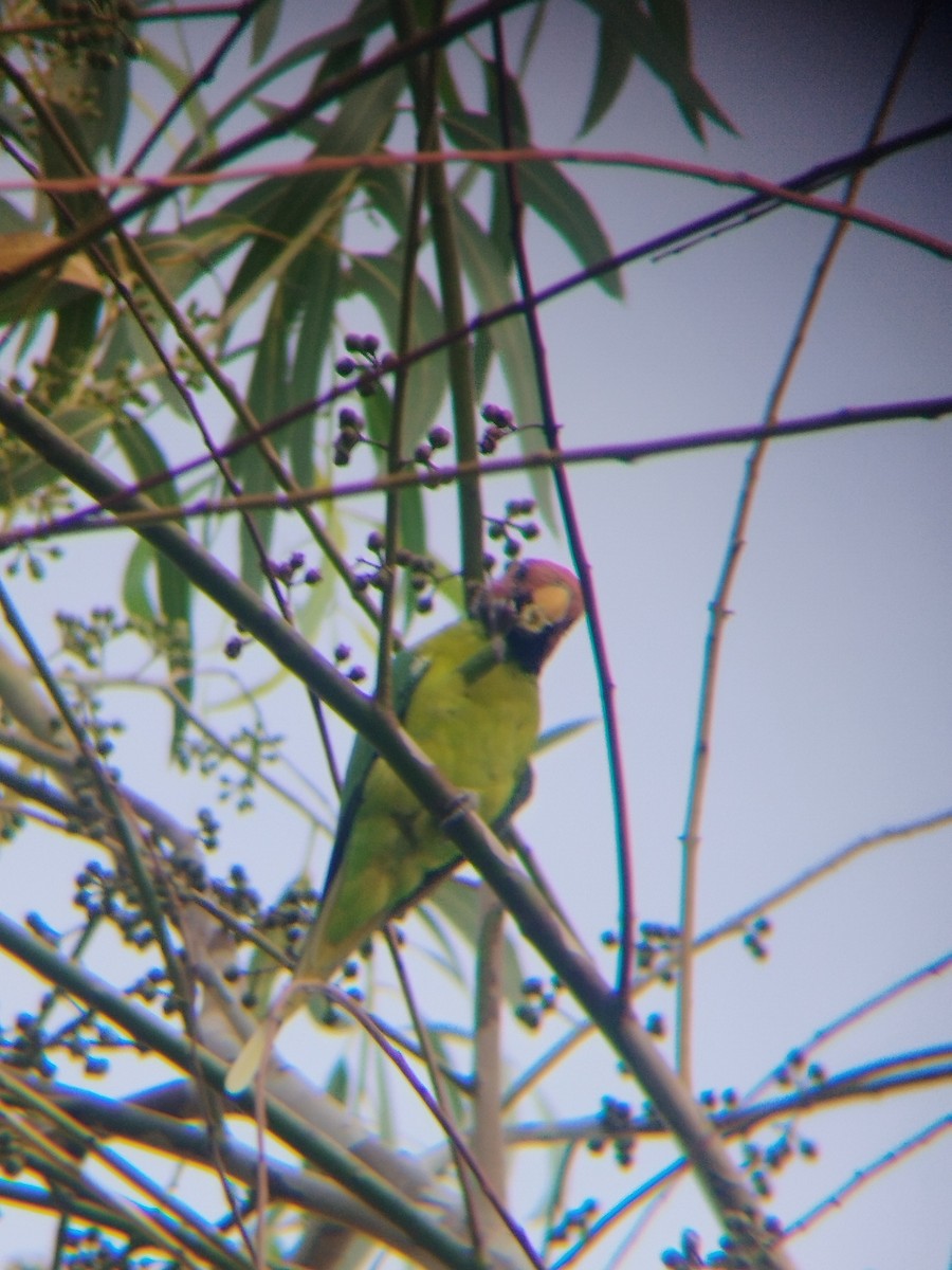 Plum-headed Parakeet - ML638219275