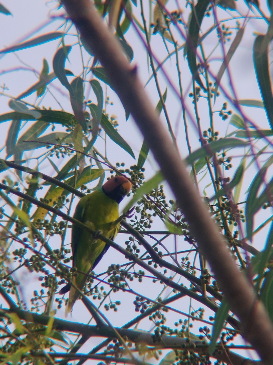 Plum-headed Parakeet - ML638219276