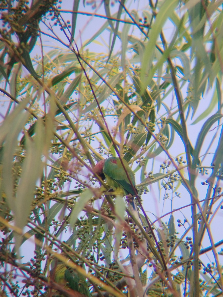 Plum-headed Parakeet - ML638219277