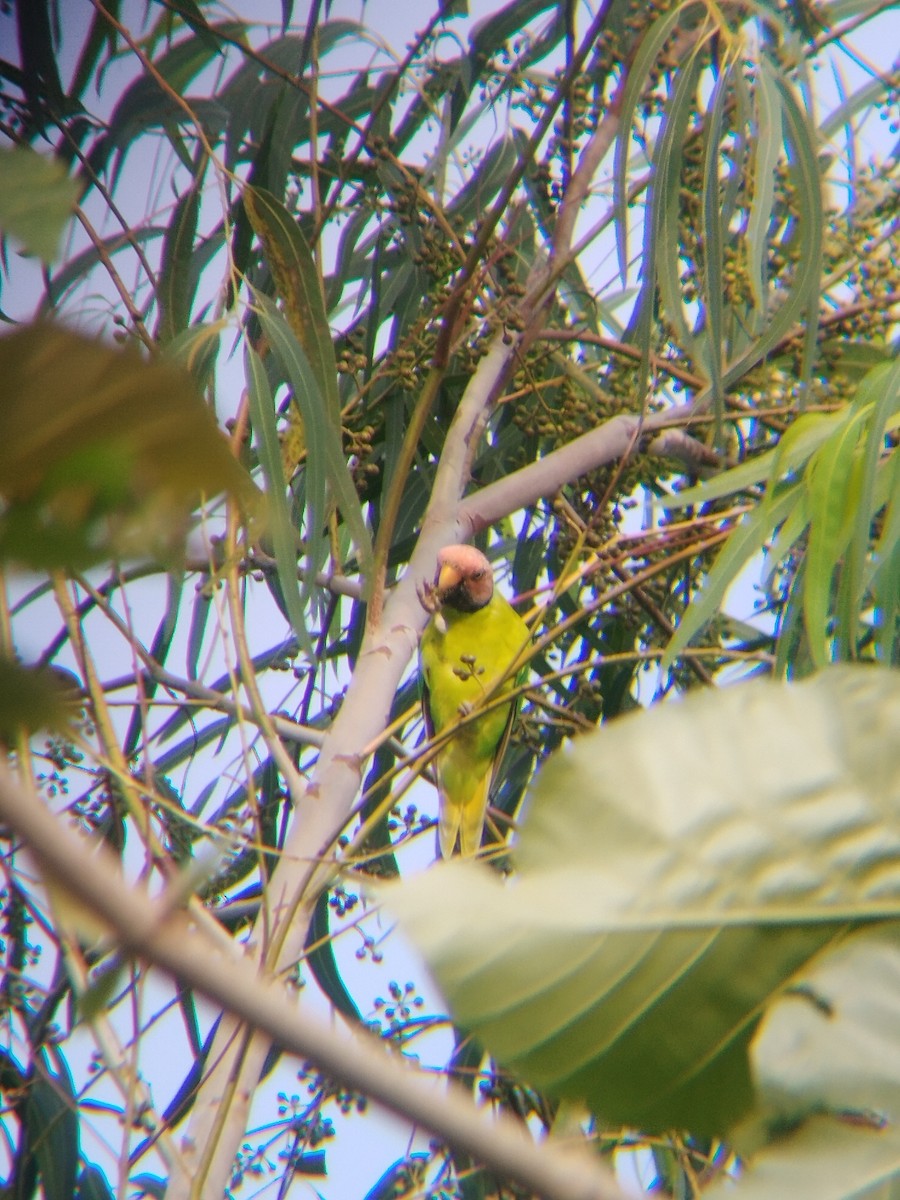 Plum-headed Parakeet - ML638219278