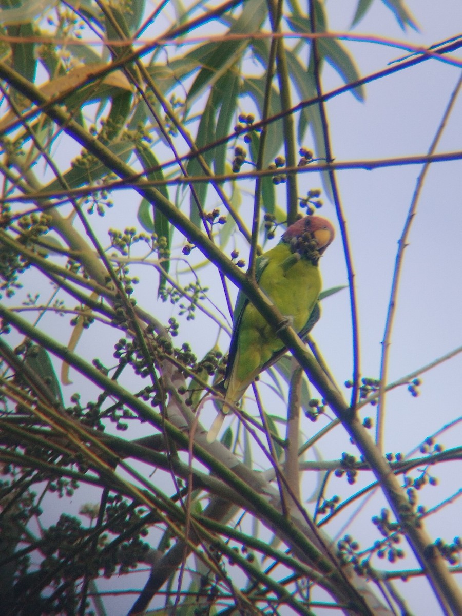 Plum-headed Parakeet - ML638219279