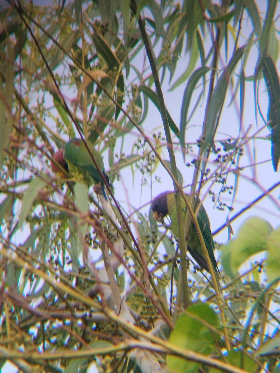 Plum-headed Parakeet - ML638219280