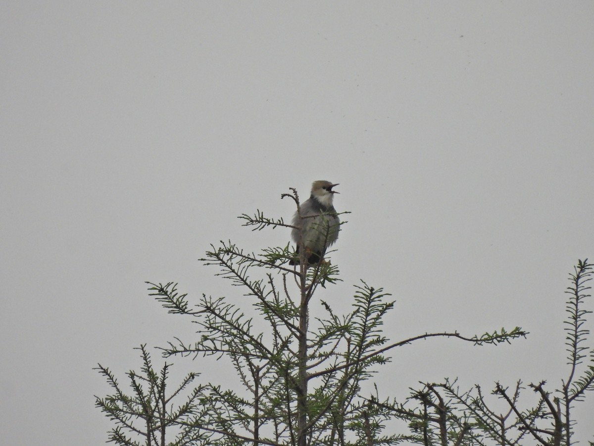Red-billed Starling - ML638219281