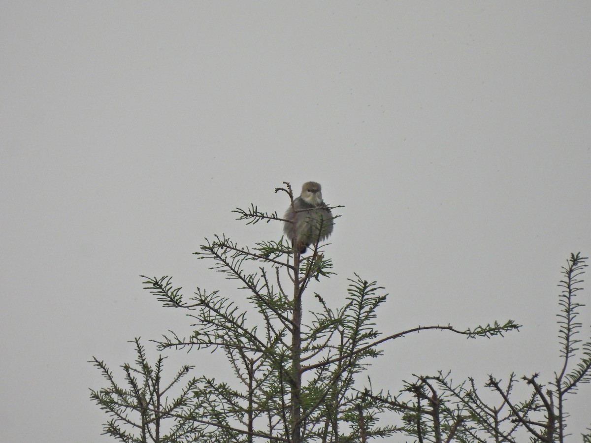 Red-billed Starling - ML638219282