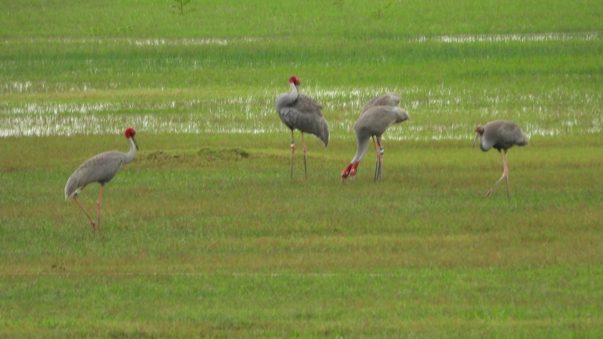 Sarus Crane - ML638219283